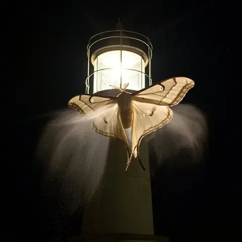 FOE · The Lamp-Moth · kandinsky5-lite-bf16·bare
