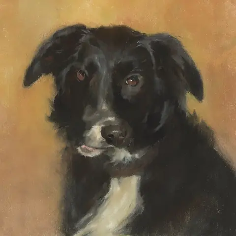 PET · the operators' dog · z-image-base-bf16