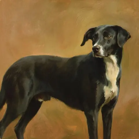 PET · the operators' dog · z-image-base-bf16