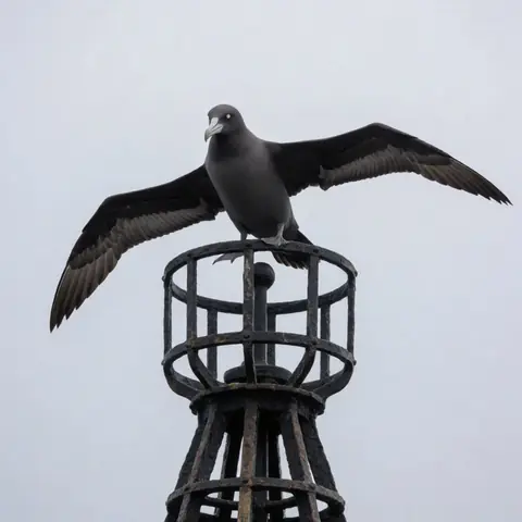 FOE · The Tithe-Bird · krea2-turbo-fp8·bare