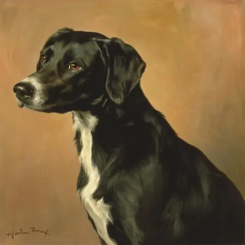 PET · the operators' dog · z-image-base-bf16