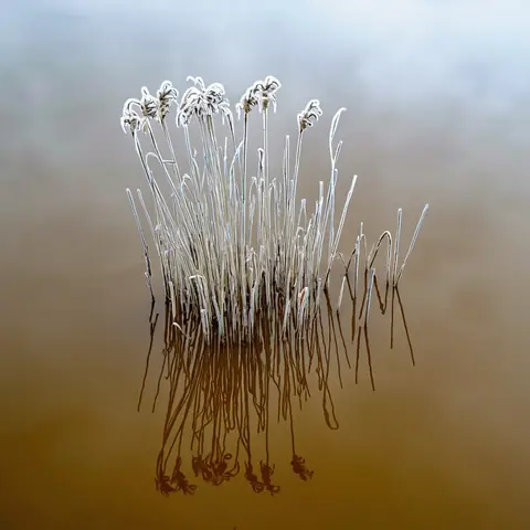 FOE · Fen-Light · z-image-base-bf16·bare