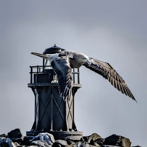 FOE · The Tithe-Bird · z-image-base-bf16·bare