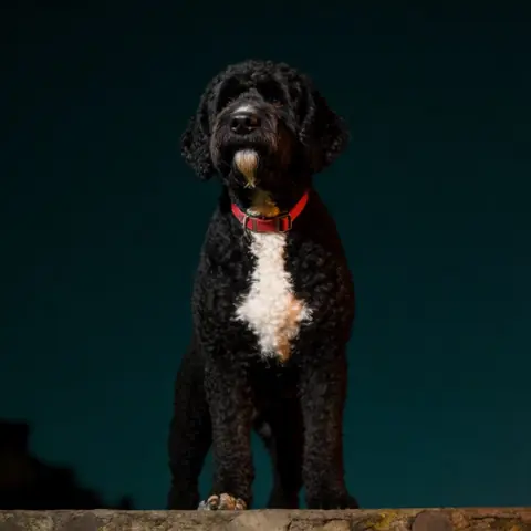 THE DOG — one companion, ten worlds · Strata Deep