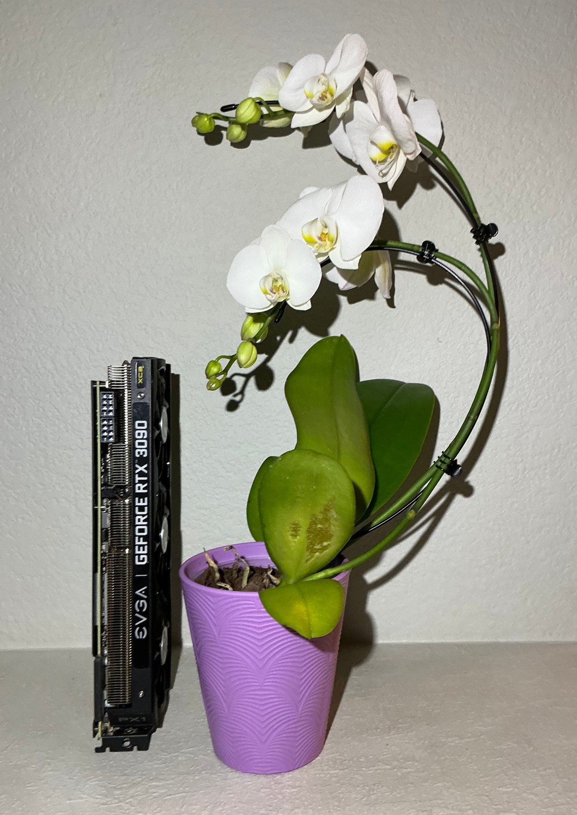 An EVGA GeForce RTX 3090 XC3 Ultra standing upright with its top edge to the camera, reading EVGA and GEFORCE RTX 3090, beside a white moth orchid in a lavender pot, its stem arching over with open white flowers and green buds, against a plain wall.
