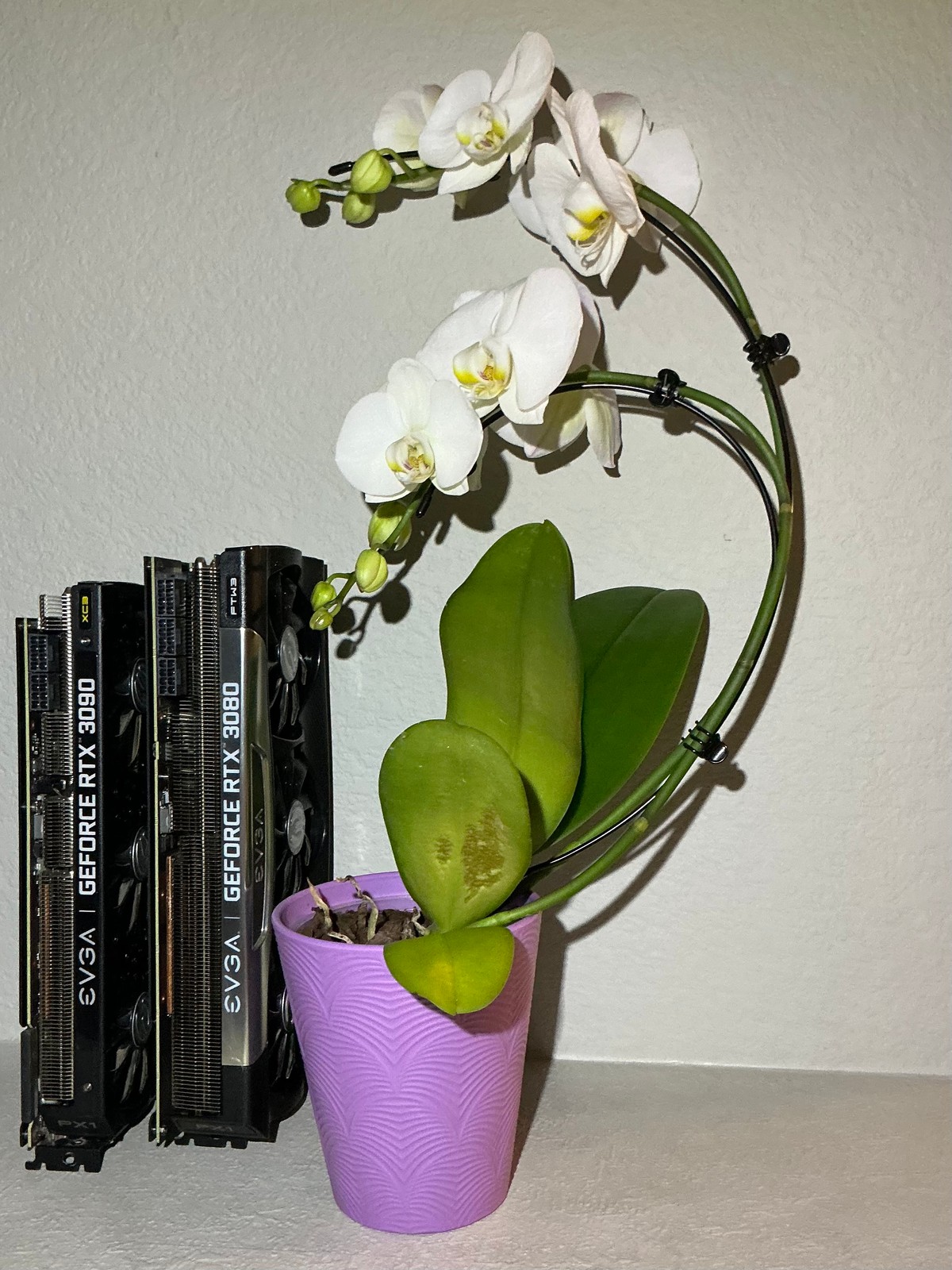 Two EVGA cards standing upright side by side with their top edges to the camera, reading GEFORCE RTX 3090 and GEFORCE RTX 3080, beside the white moth orchid in its lavender pot.