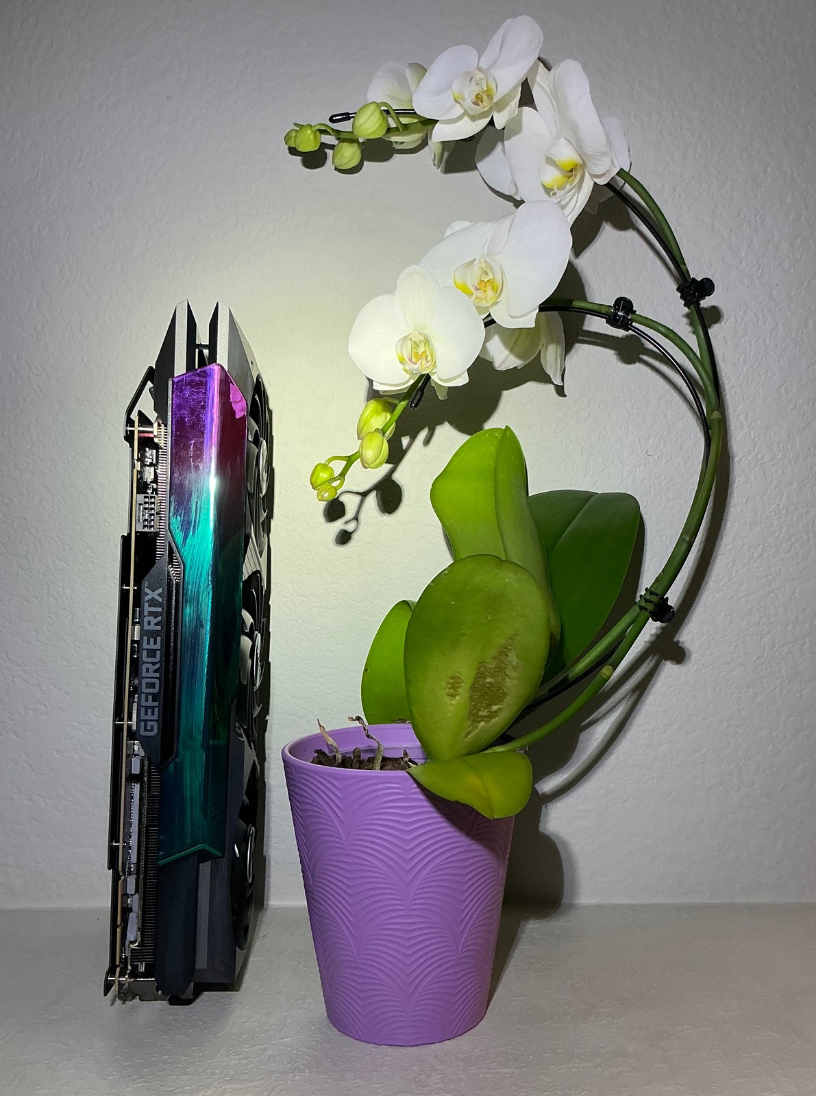 A ZOTAC card standing upright with its top edge to the camera, its shroud shading from violet to teal and reading GEFORCE RTX, beside the white moth orchid in its lavender pot.