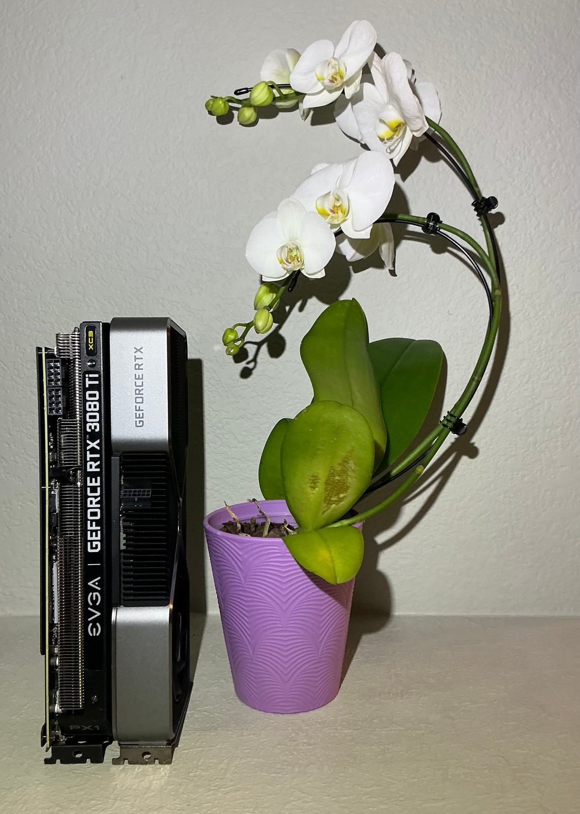 Two cards standing upright with their top edges to the camera, a black EVGA card reading GEFORCE RTX 3080 Ti beside a silver Founders Edition card reading GEFORCE RTX, next to the white moth orchid in its lavender pot.